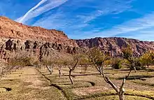 Historic Fruit Orchard At Lees Ferry