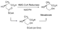 HMG CoA reductase reaction