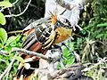 Hoatzin