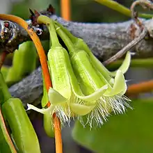 Flowers of Ximenia americana