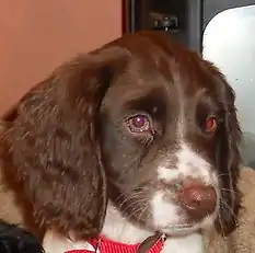 Three-months-old English Springer Spaniel