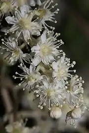 Close-up of flowers