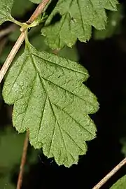 Leaves