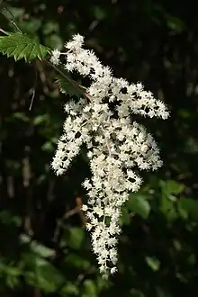 Holodiscus discolor flowers