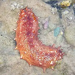 Sea cucumbers filter feed on plankton and suspended solids.