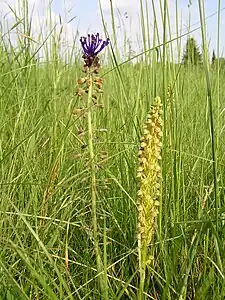 Muscari comosum  and man orchid