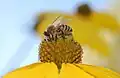 Honey bee feeding on a coneflower (Rudbeckia)