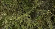 Honey Mesquite Flowers in the DBR's Mesquite Bosque