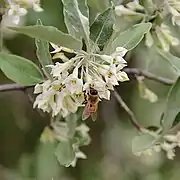 Blossoms