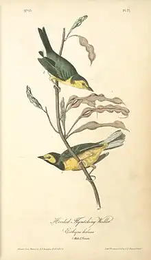 Hooded Warbler in Audubon's Birds of America