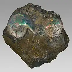 Fossils of the Late Cretaceous ammonoids Hoploscaphites (left) und Discoscaphites (right)