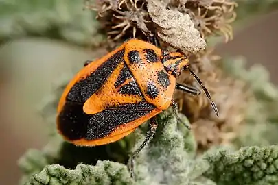 A. rutila