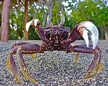 Purple O. ceratophthalmus at Kona, Hawaii