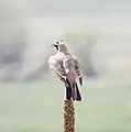 A lark displaying its horns at the Rocky Mountain Arsenal National Wildlife Refuge