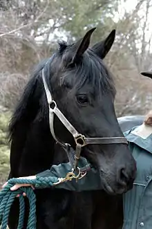 Head of a black horse