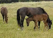 Horses grazing in a field