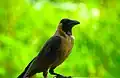 House Crow in Chennai, Tamil Nadu, India