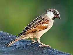 Bou-ali (house sparrow)