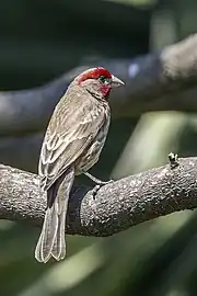 H. m. mexicanus, Mexico