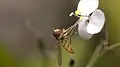 Hoverfly on aneilema acuminatum