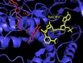 Structure of human ThxR FAD and NADPH prosthetic groups