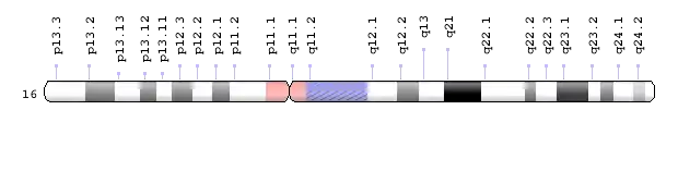 Human chromosome 16 ideogram from GHR