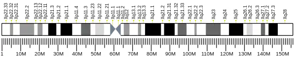 X chromosome (human)