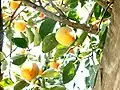 Persimmons from village