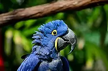 Hyacinth macaw