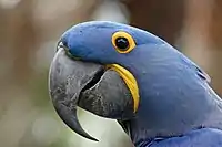 Close-up of head