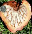 Hydnora triceps, freshly cut fruit near Port Nolloth, South Africa, 2002