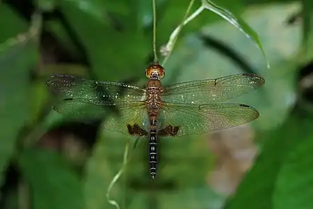 Hydrobasileus croceus male