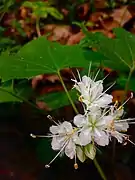 In flower in Maryland