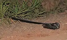 Long-trained nightjar