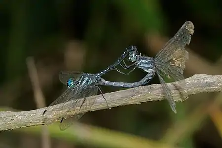 Hylaeothemis apicalis mating pair