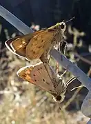 Mating, female on top