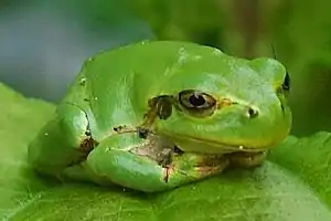 Hyla japonica, Japanese tree frog