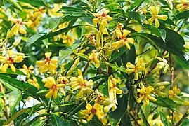 Flowering at Port Macquarie