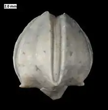 Calyx of Hyperoblastus, a blastoid from the Devonian of Wisconsin