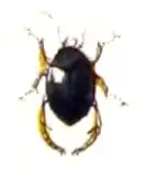 Hyphydrus ovatus from Calwer's Käferbuch, Table 8,