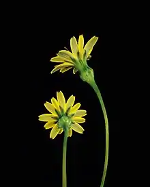 Two Hypochaeris radicata yellow flowers on a black background