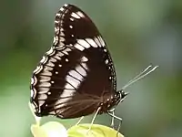 Male, underside