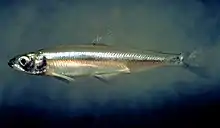 Delta smelt (Hypomesus transpacificus)