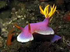 Hypselodoris apolegma