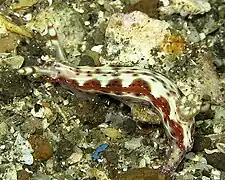 Hypselodoris decorata