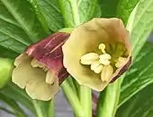 Scopolia carniolica Jacq. Flowers, enlarged, showing cream interior with green reticulation and unripe anthers.