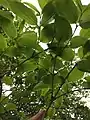 Spring foliage in canopy of mature specimen, viewed from beneath.