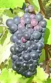 Pinot Noir, a black grape used for the production of white wine.