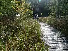 Crossing a bog in the Chequamegon National Forest in Taylor County