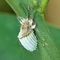 Adult female cottony cushion scale (Icerya purchasi) with young crawlers. The species is a major commercial pest of crops such as Citrus fruits.